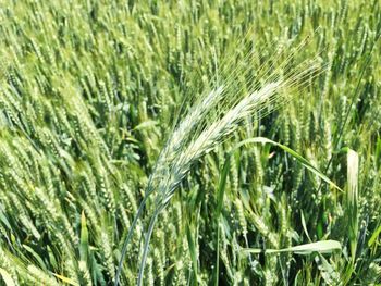 Full frame shot of wheat growing on field