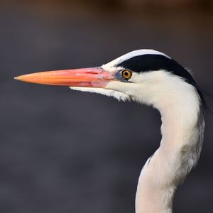 Close-up of a bird