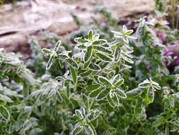 Close-up of frozen plant on field