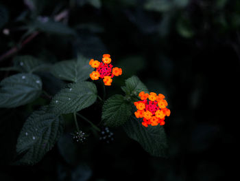 Close-up of red rose