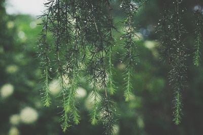 Close-up of fresh green plant