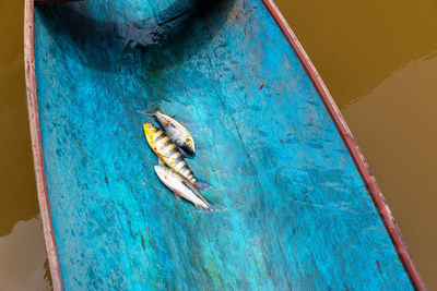 High angle view of fishes in blue boat moored at lake