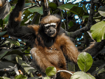 Monkey on tree branch