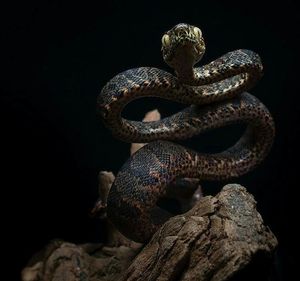 reptile
