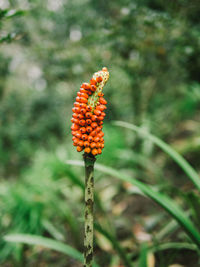 Close-up of orange flower on field