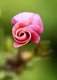 Close-up of pink rose