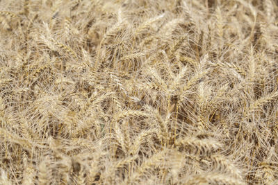 Full frame shot of wheat field