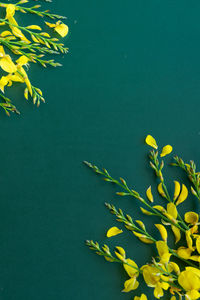 Close-up of yellow flowering plant floating on water