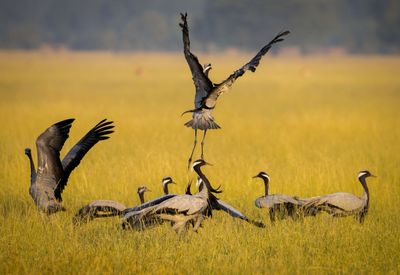 Birds flying in a field