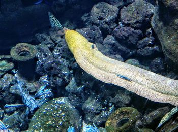 Close-up of fish in sea