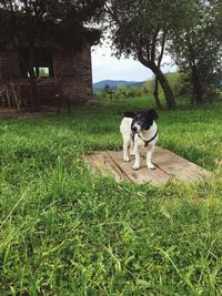 Dog standing in field