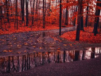 Trees in forest during autumn