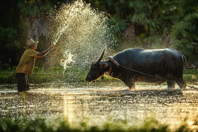 Water splashing in a lake