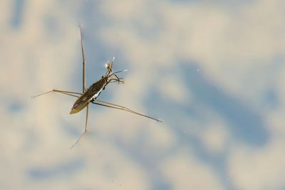 Close-up of plant against white background
