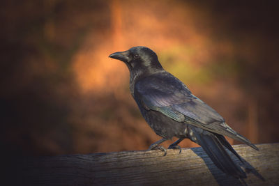 Close-up of bird perching on wood