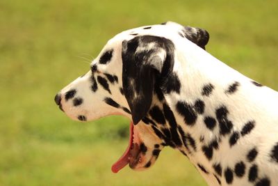 Close-up of dalmatian dog yawning outdoors