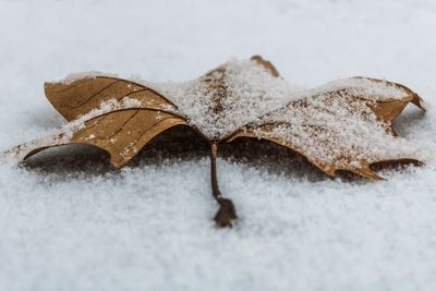 High angle view of dry leaf on snow