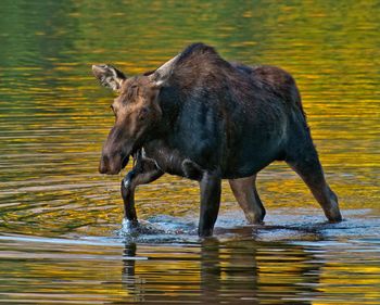 Moose walking in lake