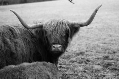 Close-up of cow on field