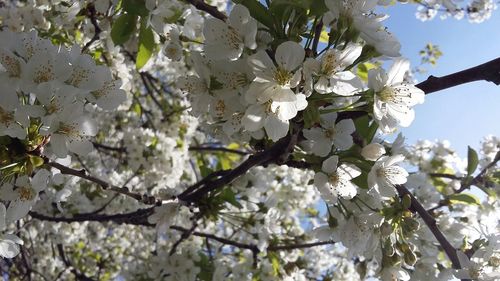 Low angle view of apple blossoms in spring