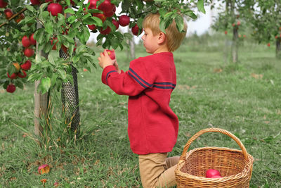 Side view of boy holding basket