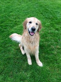 High angle view of dog on field