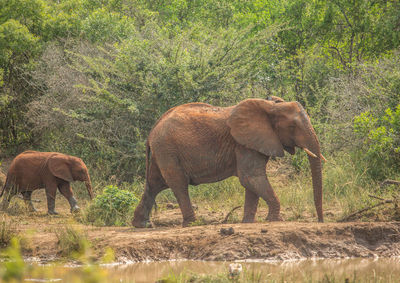 View of elephant in field