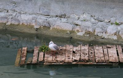 Seagull perching on wall