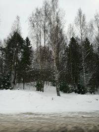 Trees on snow covered landscape