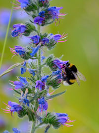 Close-up of bee on purple flowers