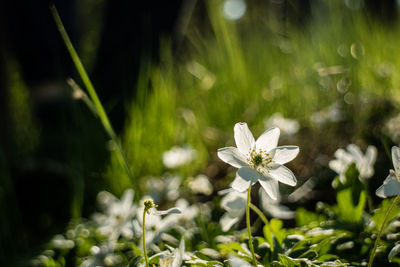 Close-up of white flower blooming outdoors