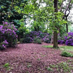 Purple flowers on footpath