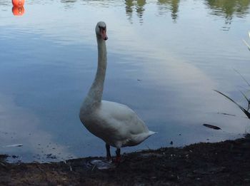 Swan swimming on lake