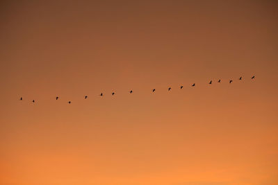 Flock of birds flying in sky during sunset