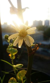 Close-up of flower against sky