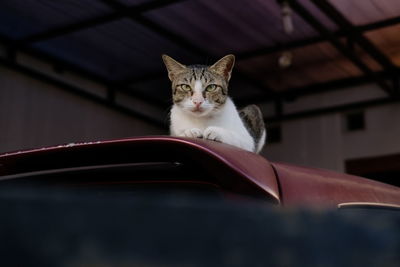 Portrait of cat sitting on car
