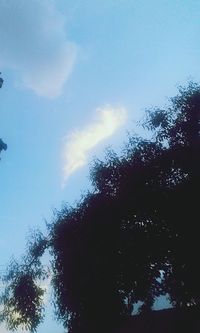 Low angle view of trees against sky