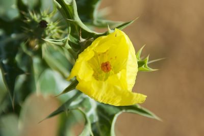 Close-up of insect on yellow flower