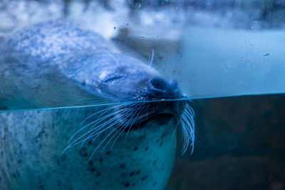 Close-up of seal underwater