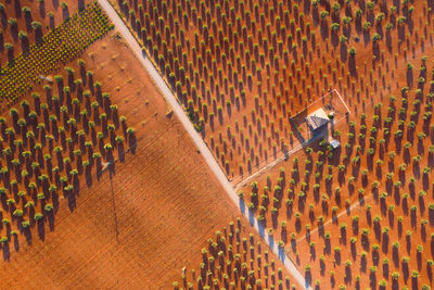 Drone view rows of green plants growing on fertile ground on farm with building on sunny summer day in countryside