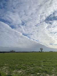 Scenic view of field against sky