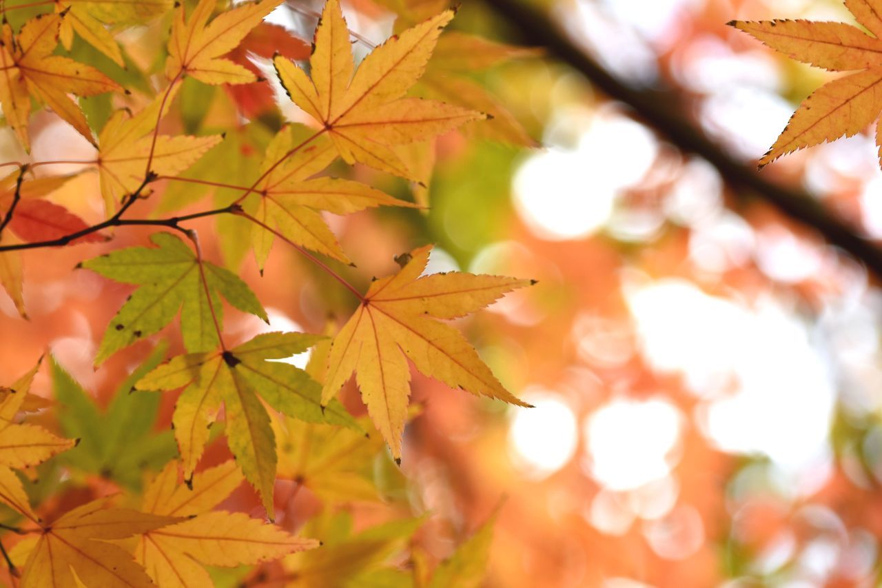 plant part, leaf, autumn, change, plant, maple leaf, nature, close-up, leaves, beauty in nature, orange color, no people, day, tree, growth, focus on foreground, selective focus, maple tree, outdoors, vulnerability, natural condition, autumn collection, fall