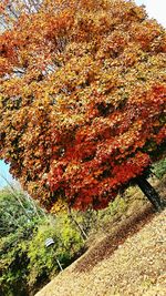 Plants growing on tree trunk