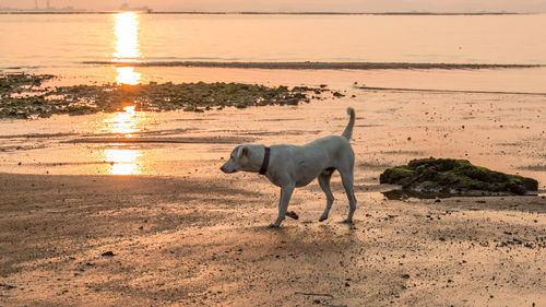Dog on beach at sunset