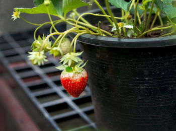 Close-up of fresh fruits on potted plant