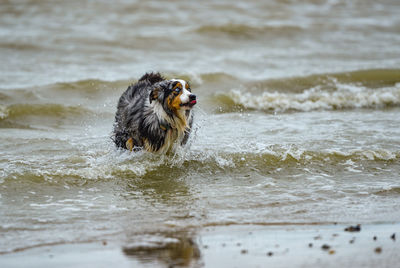 Dog running in sea