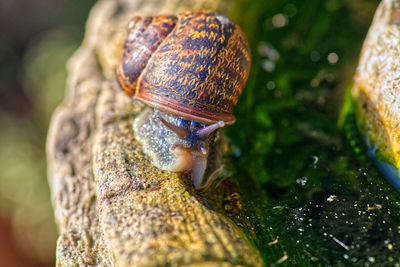 Close-up of snail on tree trunk
