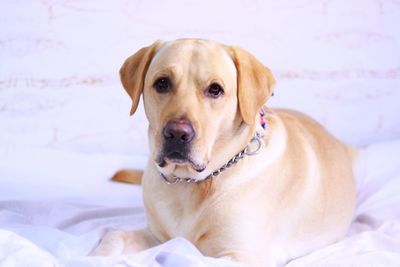 Close-up portrait of dog sitting on bed