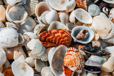 High angle view of shells