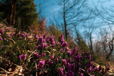Close-up of purple flowering plants on field